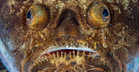 Stargazer (fish) .
